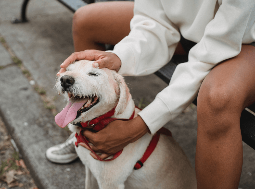rover pet sitter jobs in Bonita Springs, FL